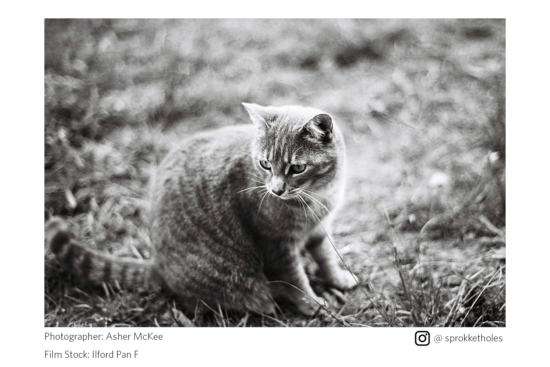 Ilford Pan F Plus B&W (35mm Film)