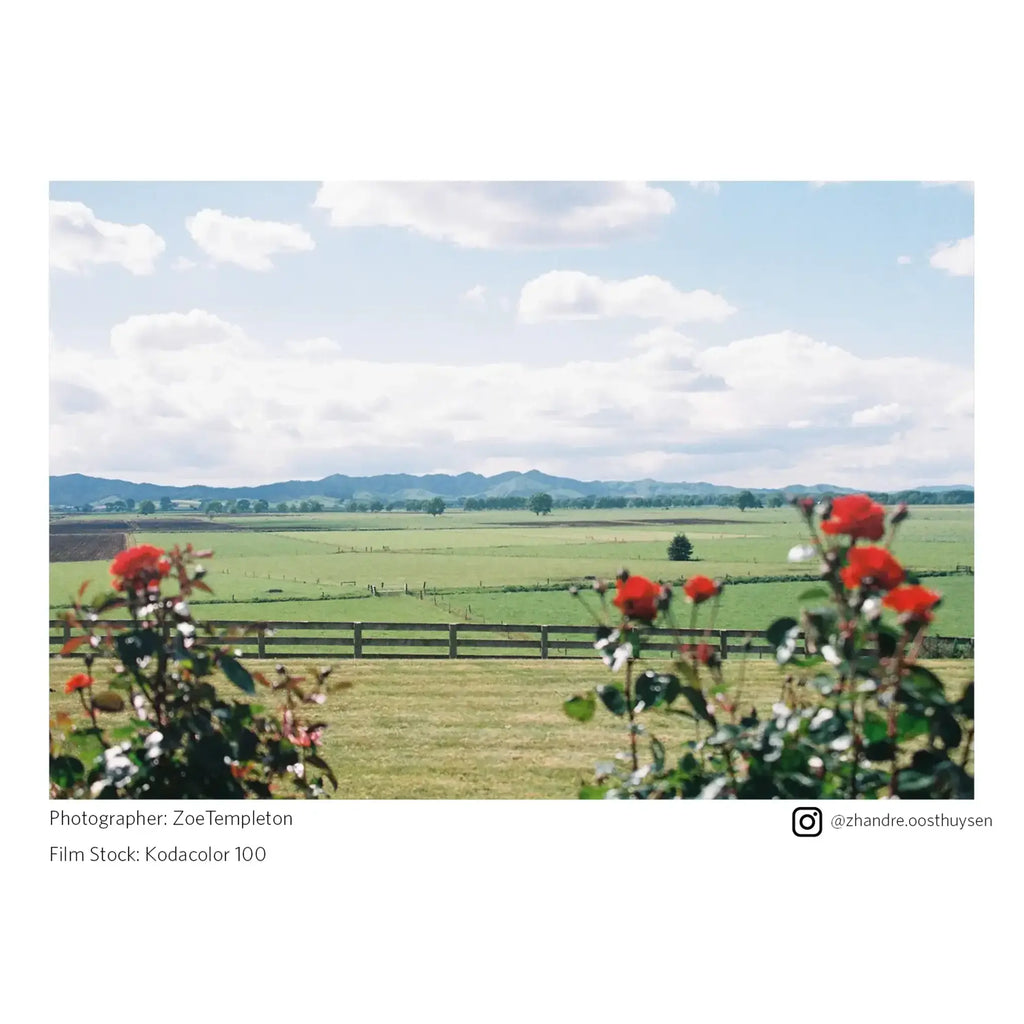 Landscape with red flowers in the foreground and green fields and mountains in the background.