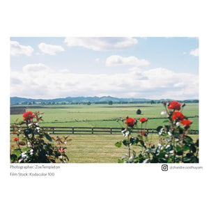 Landscape with red flowers in the foreground and green fields and mountains in the background.