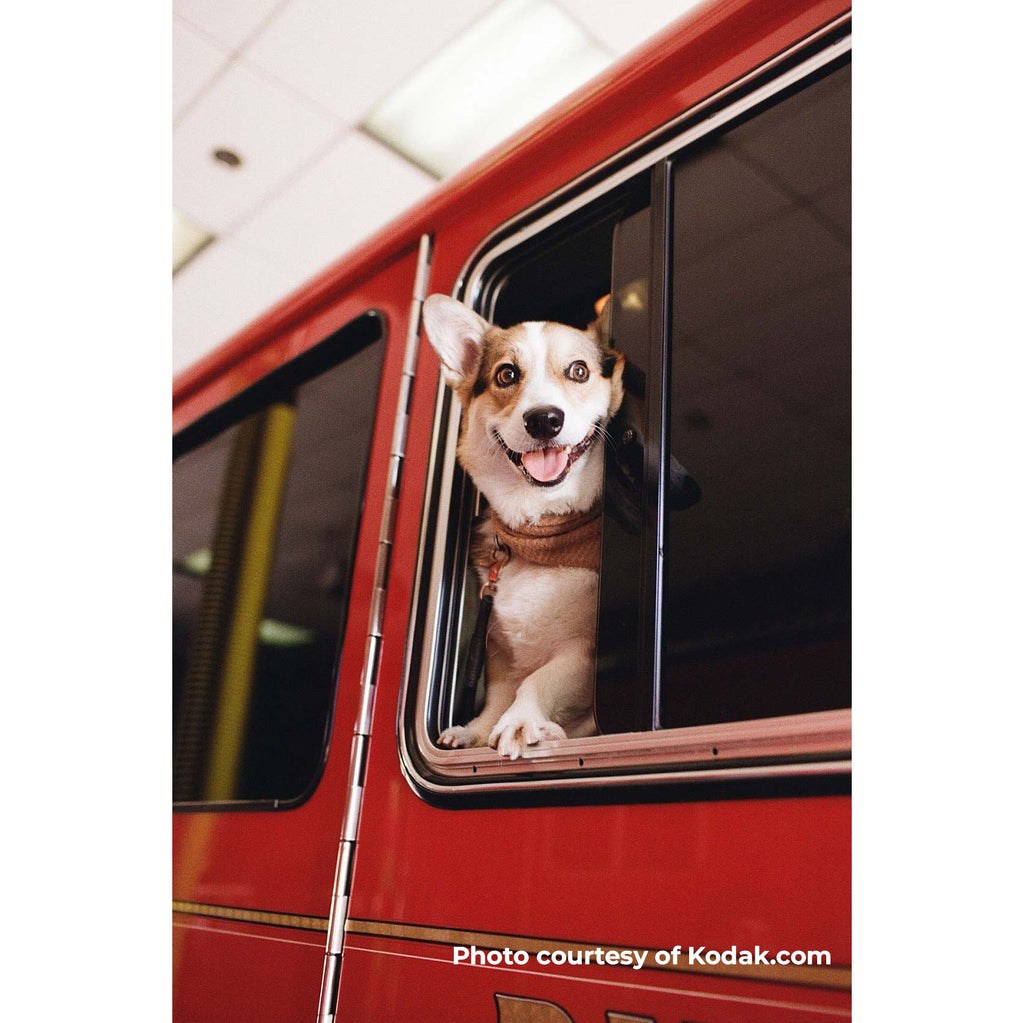 Dog sticking its head out of a car window with a red interior shot with Kodacolor 200 35mm film