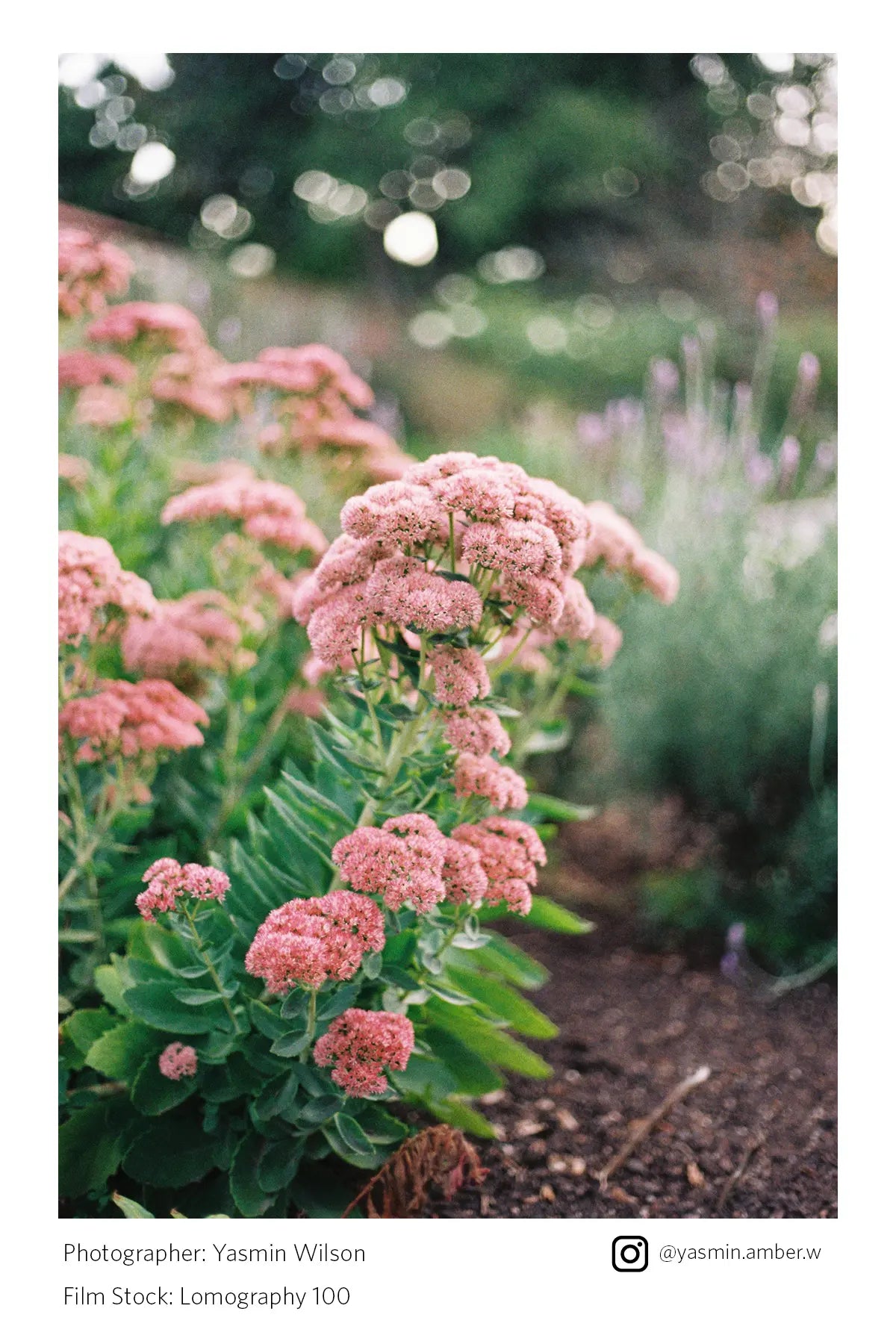 Lomography 100 35mm Film