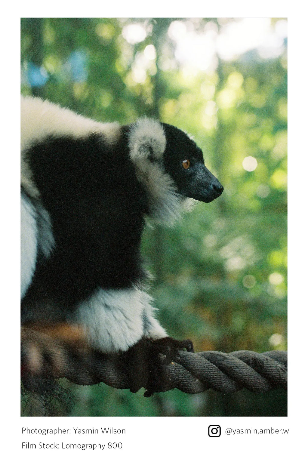 Lomography 800 35mm Film
